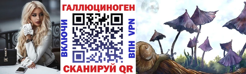 где можно купить   Навашино  Псилоцибиновые грибы Psilocybe 